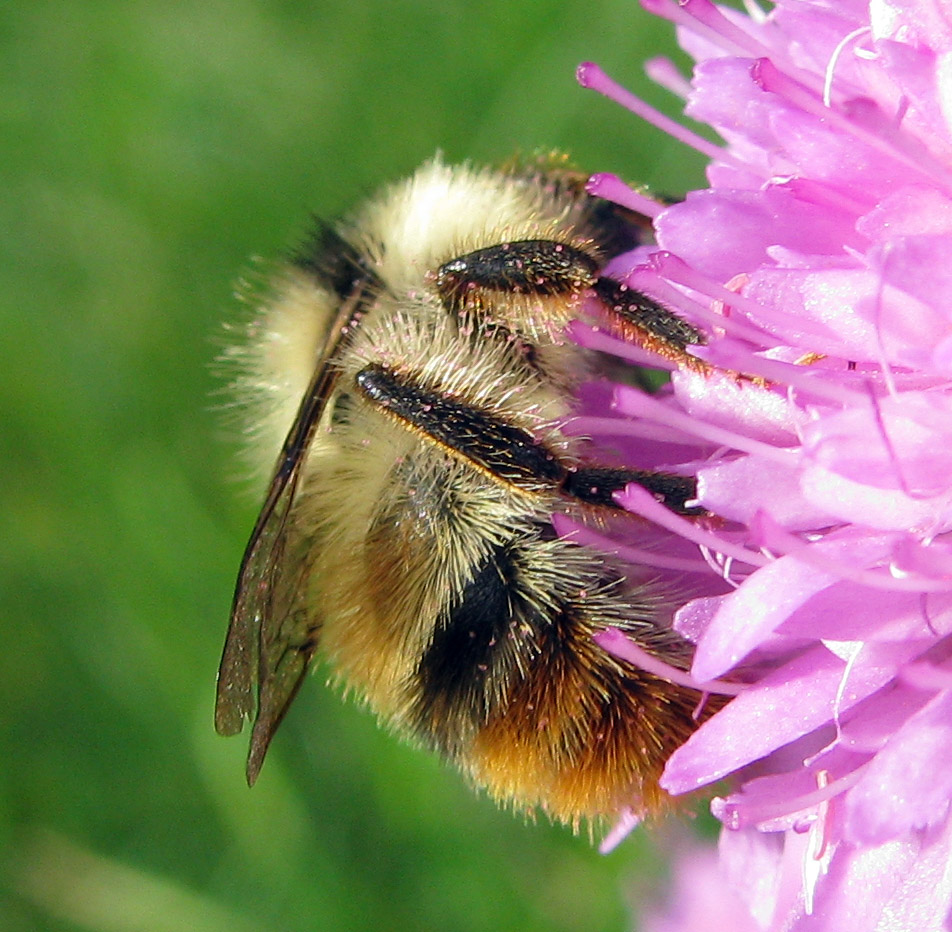 Bombus da identificare (per quanto possibile)